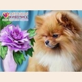 Алмазная вышивка камнями АЛМАЗНАЯ ЖИВОПИСЬ "Шпиц"