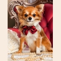 Алмазная вышивка камнями  АЛМАЗНАЯ ЖИВОПИСЬ "Чихуахуа с бантиком"
