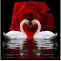 Алмазная вышивка камнями АЛМАЗНАЯ ЖИВОПИСЬ «Лебединая преданность» 