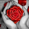 Алмазная вышивка камнями АЛМАЗНАЯ ЖИВОПИСЬ "Роза в ладонях"