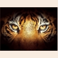 Алмазная вышивка камнями АЛМАЗНАЯ ЖИВОПИСЬ "Тигриный взгляд"