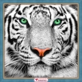 Алмазная вышивка камнями АЛМАЗНАЯ ЖИВОПИСЬ «Портрет белого тигра» 
