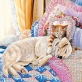 Схема для вышивания бисером АБРИС АРТ "Нежные объятия"