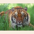 Набор алмазной живописи ИМПЕРИЯ БИСЕРА "Тигр в траве"  