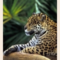 Алмазная вышивка камнями Anya «Леопард на отдыхе»
