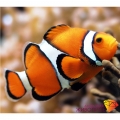 Алмазная вышивка камнями АЛМАЗНАЯ ЖИВОПИСЬ «Рыба клоун" 20х18 см