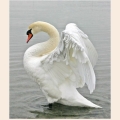 Набор алмазной живописи ИМПЕРИЯ БИСЕРА "Белый лебедь" 