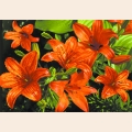 Схема для вышивания бисером МАТРЕНИН ПОСАД 37х49 "Оранжевые лилии"